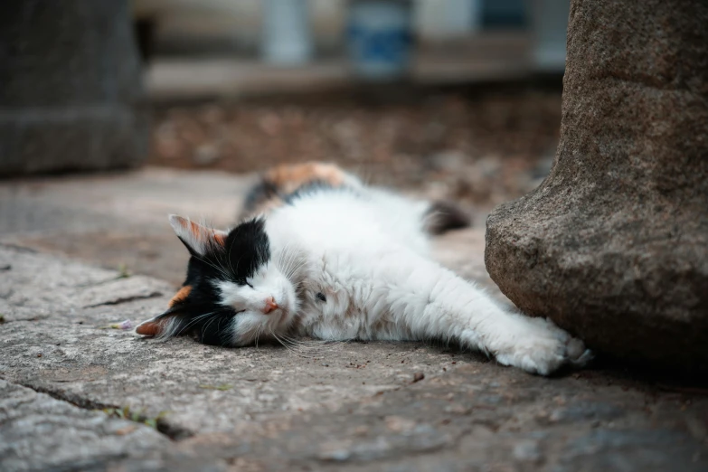 a black and white cat is lying next to some rocks