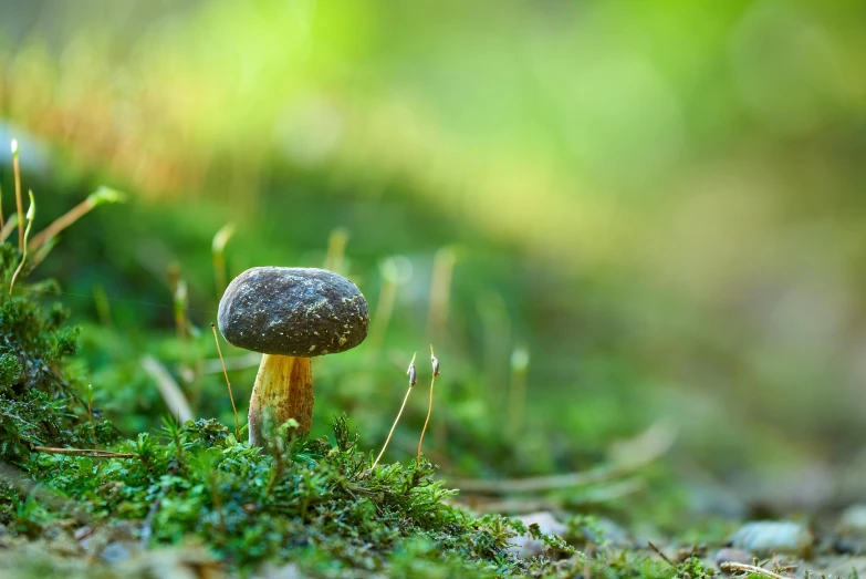 an amatricular mushroom that is growing on a mossy ground