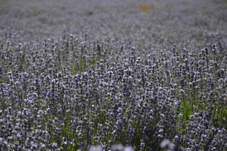 a large field full of lavender plants