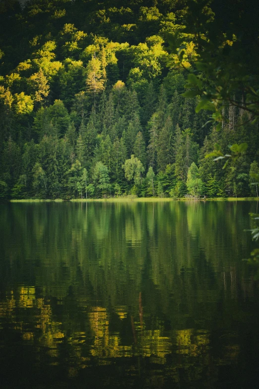 a reflection in the water shows trees on the horizon