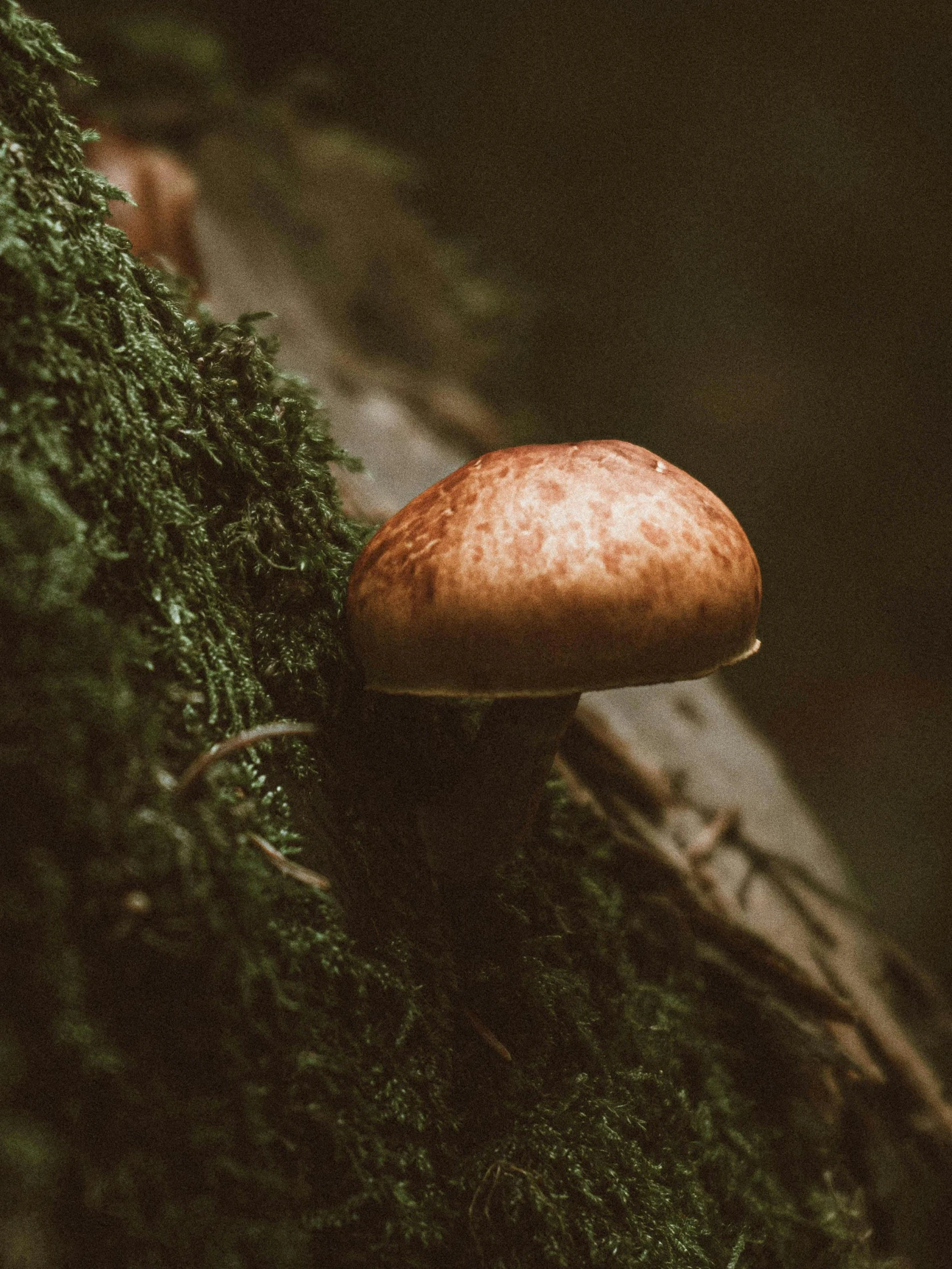 a mushroom in the green moss and dirt