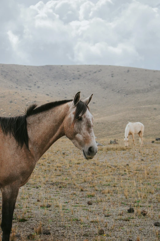 two horses grazing on a dry grass covered field