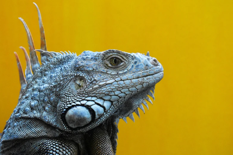 a close up image of a lizard with its mouth open