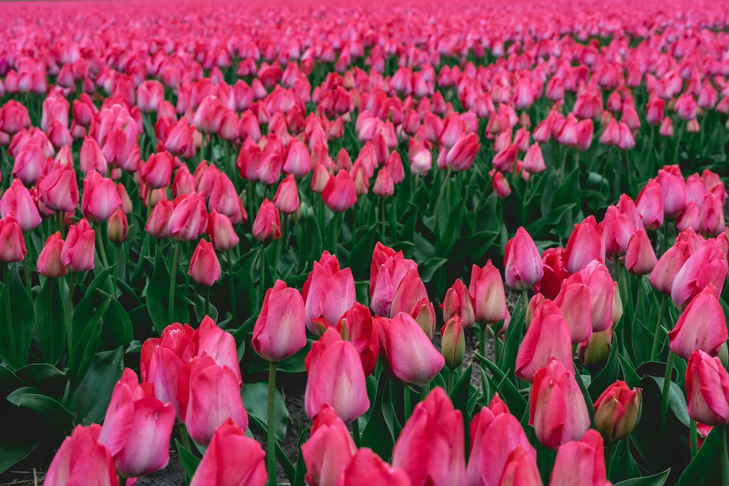 a field of pink tulips, with bright green leaves