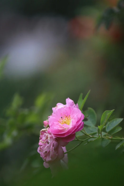 there is a pink flower with white stamens