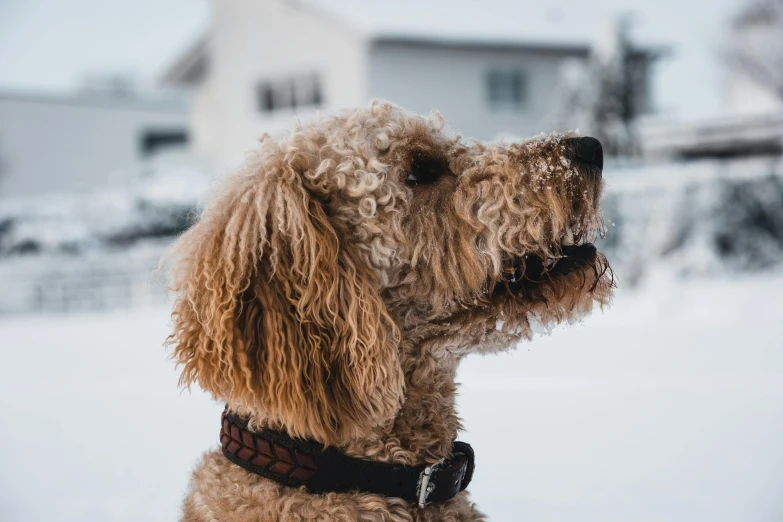 a poodle dog looks back over its shoulder