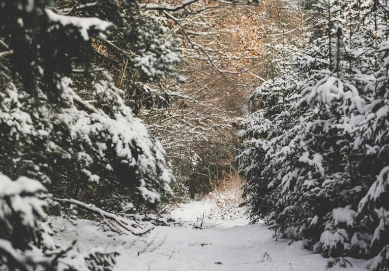 a trail through the snow with trees all around