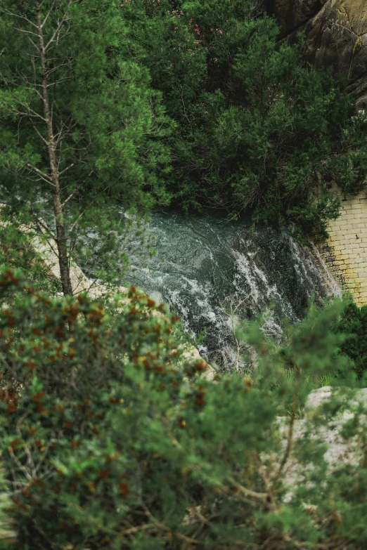 the forest is covered in trees, and a stream of water cascading through them