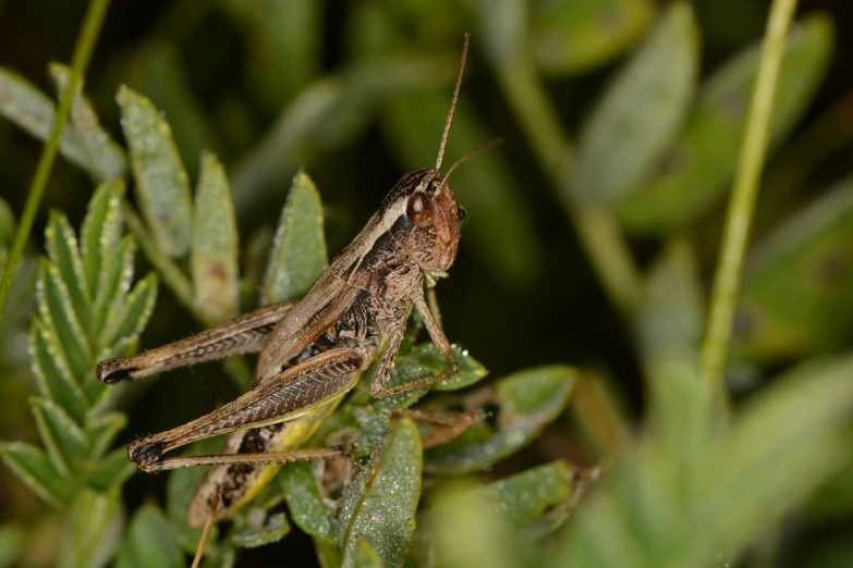 a close - up of a praying bug on a plant