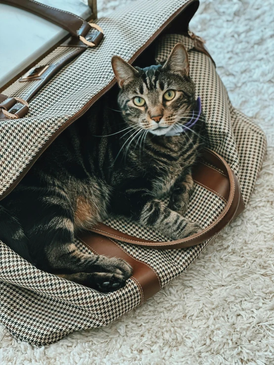 a cat lays down inside of an open purse