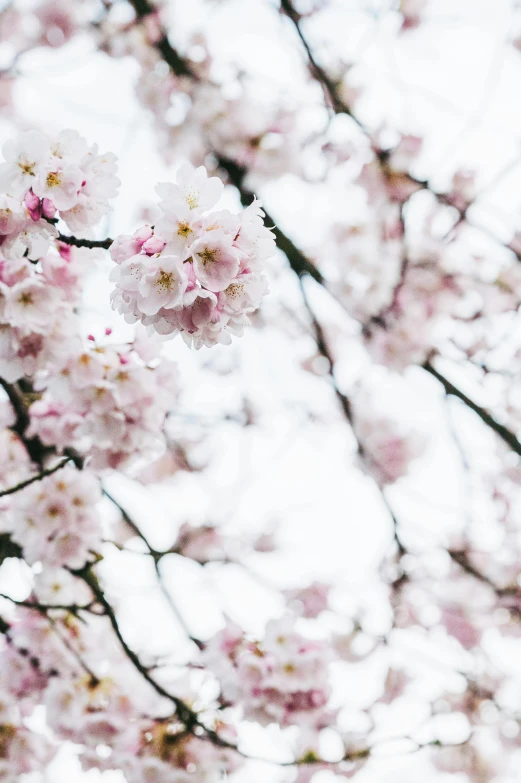 a tree with many pink flowers on it