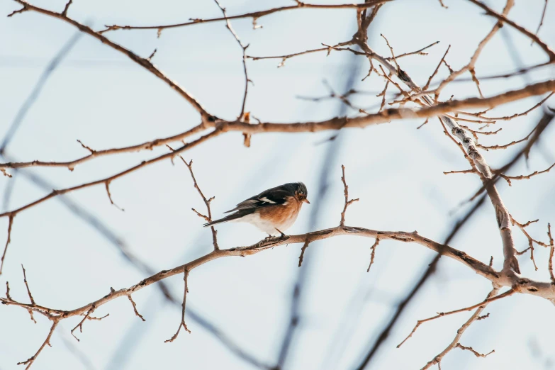 a small bird perched on top of a tree nch