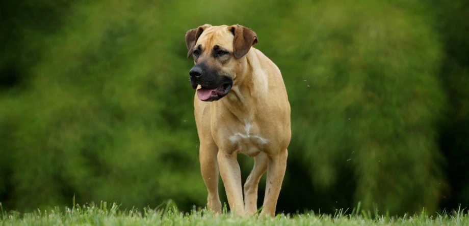 a dog standing in the grass with his tongue out