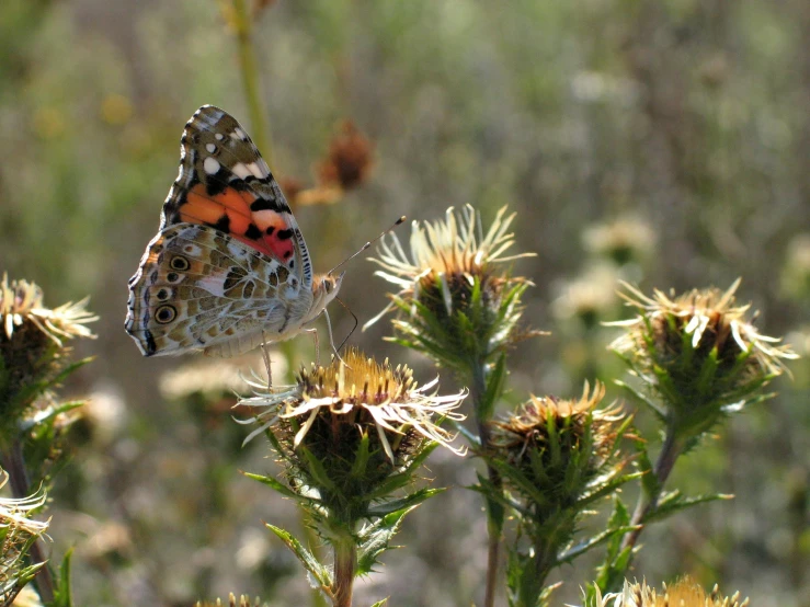 the orange and black erfly is flying on the white flower