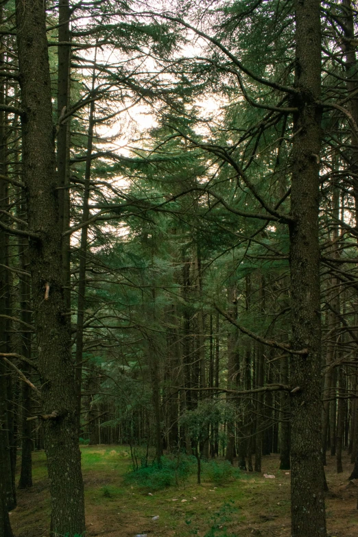 a trail through the woods and a bunch of trees