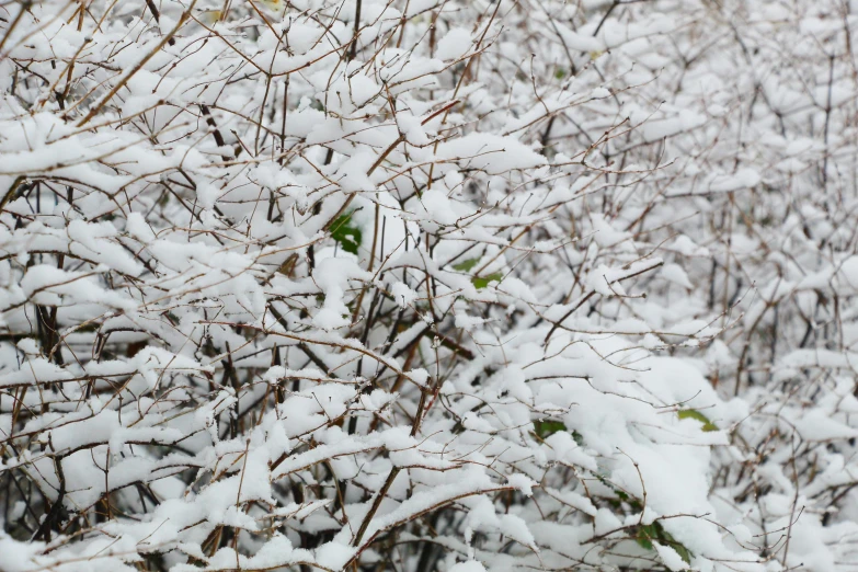 snowy nches of bushes in a tree forest