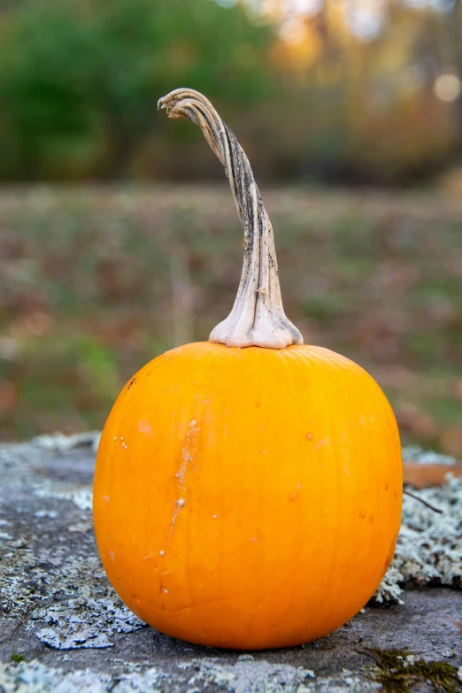 a small orange object that is on a rock