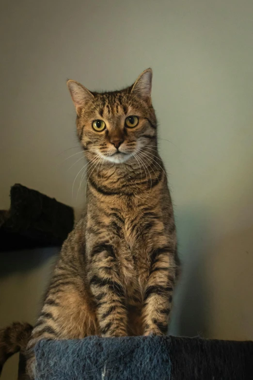 a large tabby cat is sitting down