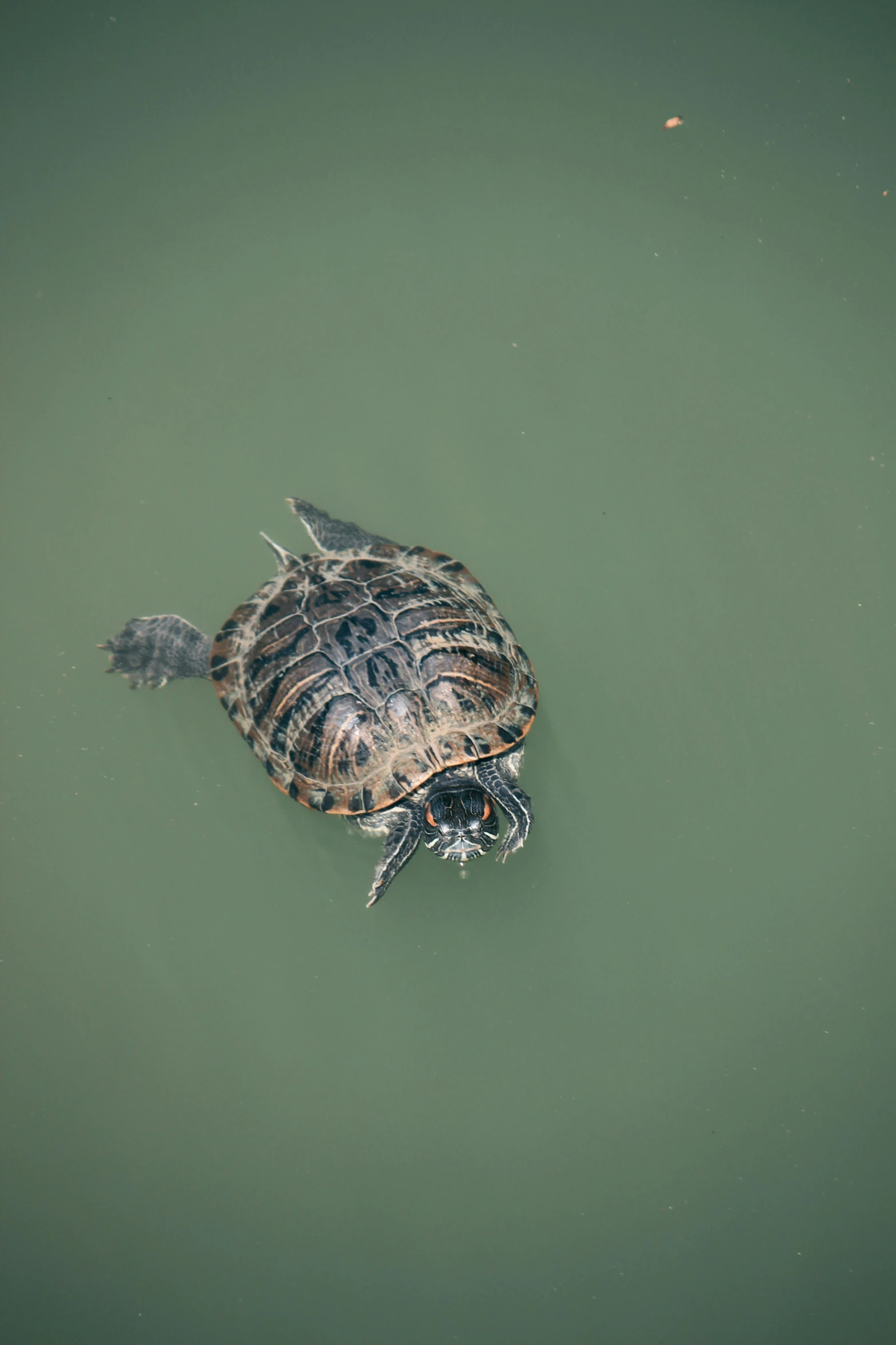 a turtle floating in the middle of a body of water