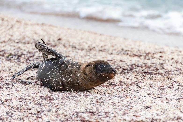 the sealfish is digging for its mate to sleep on the beach