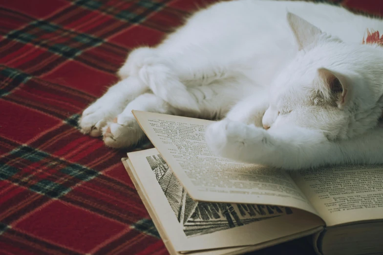 the white cat is asleep on an open book