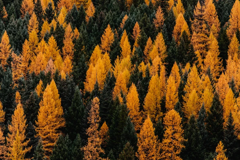 an aerial view of an area with tall trees and brown and orange leaves