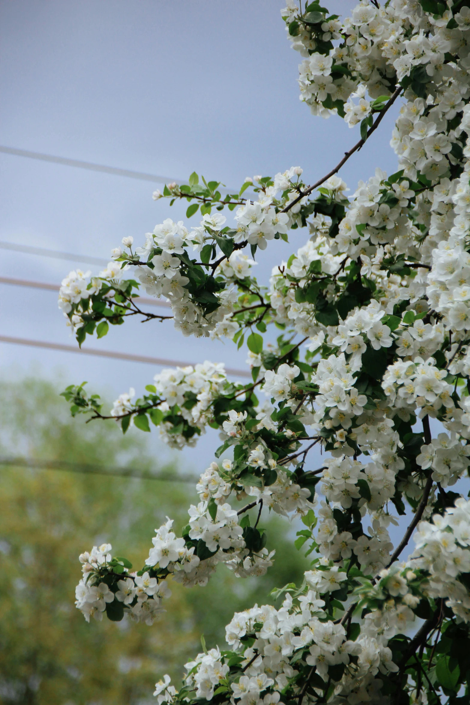 tree nches with white flowers are next to a power line