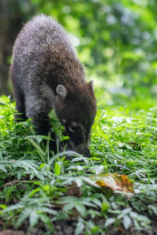 a young wolverine eating some grass and leaves