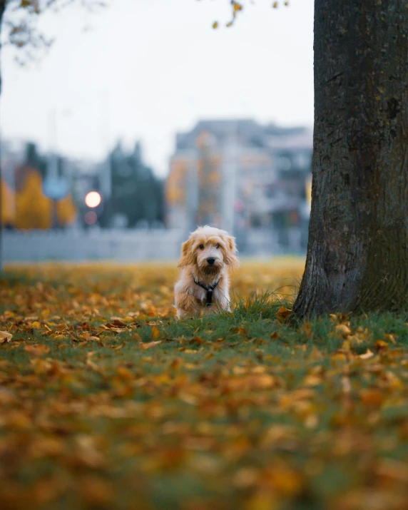 a small dog stands near a tree in the autumn