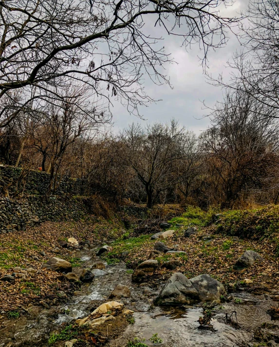 a creek running through a grassy field in the woods