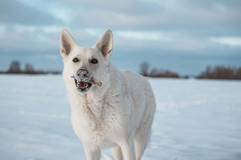 a large white dog in the snow with its tongue out