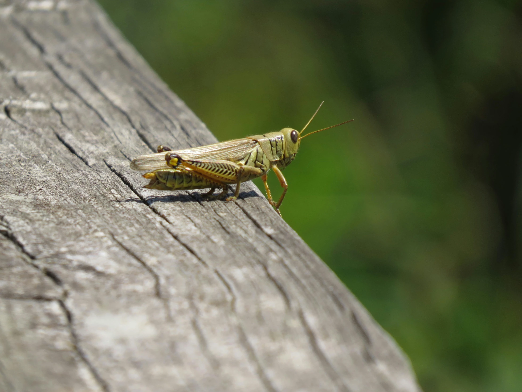 a grasshopper on a wooden surface with green grass in the background