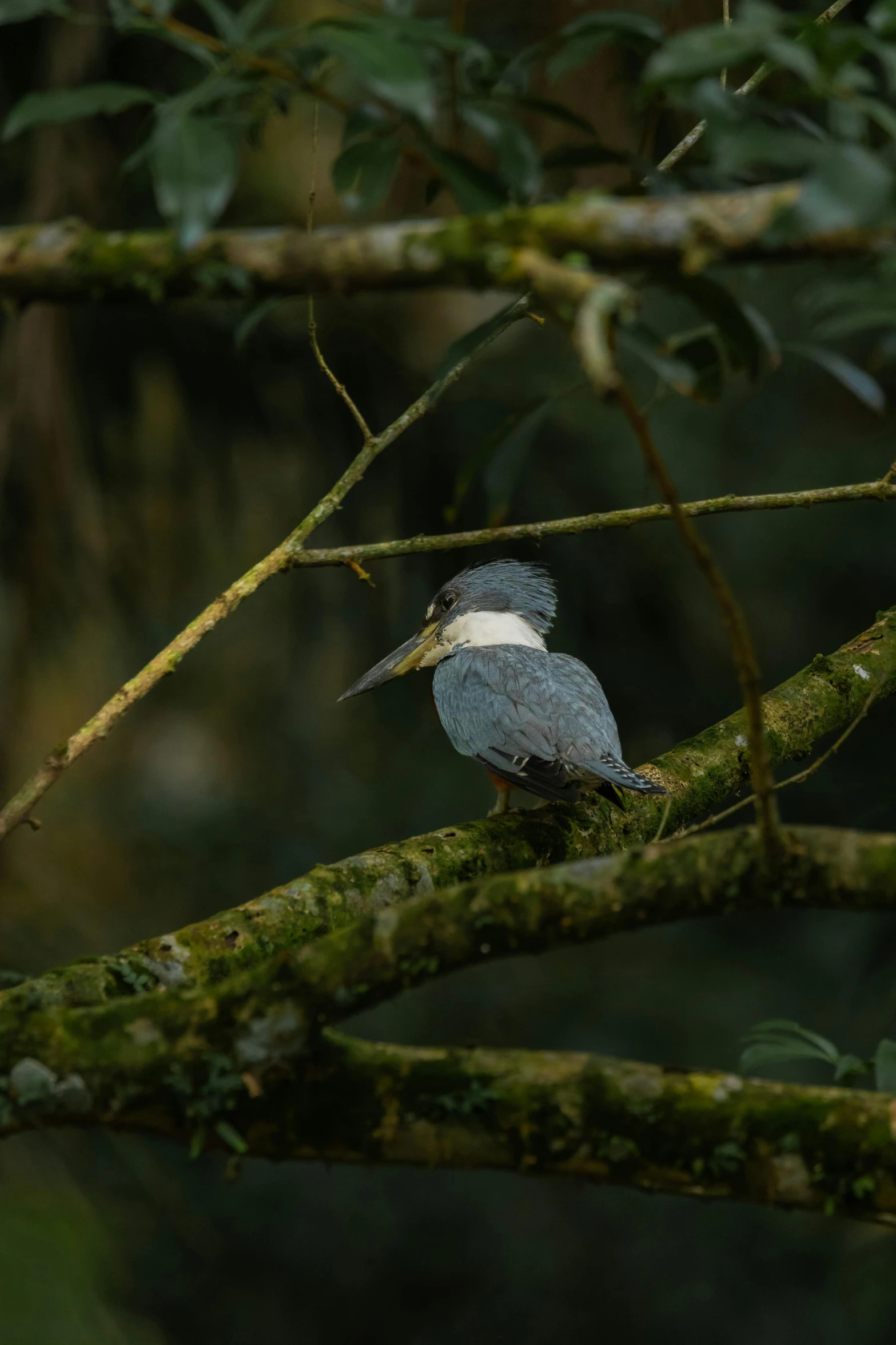 a small gray bird is sitting on a tree nch