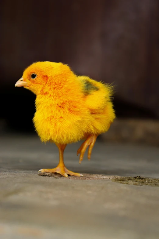 a yellow chickling bird standing on concrete