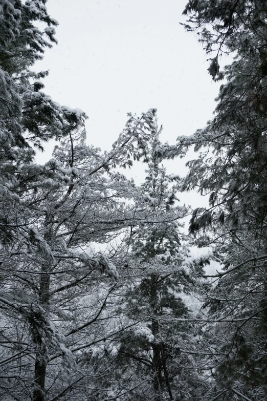 trees on a snow - covered field in the middle of winter