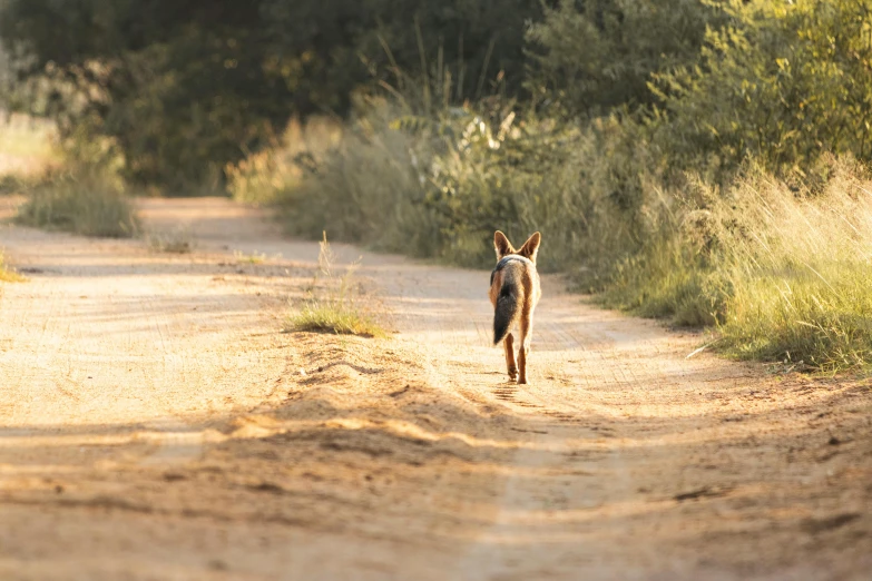 a small dog walks on a dusty path