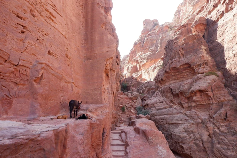 a donkey is on some rocks in the desert