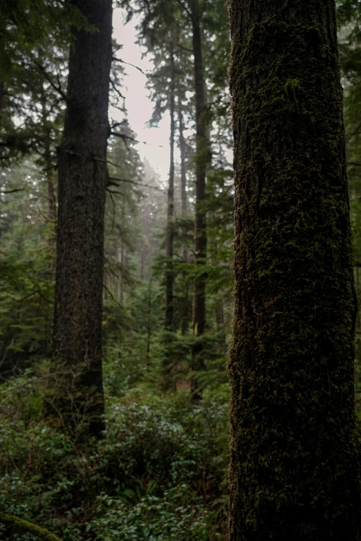 the tree trunk in the middle of the woods