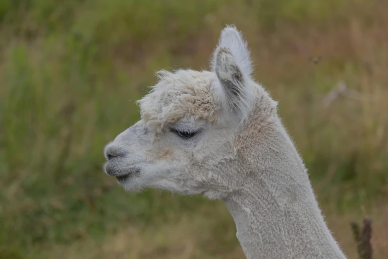 an llama standing in a grassy field with it's eyes closed