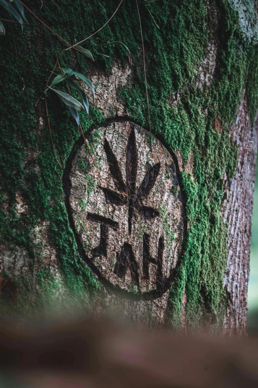 a sign sits on a large tree covered in grass