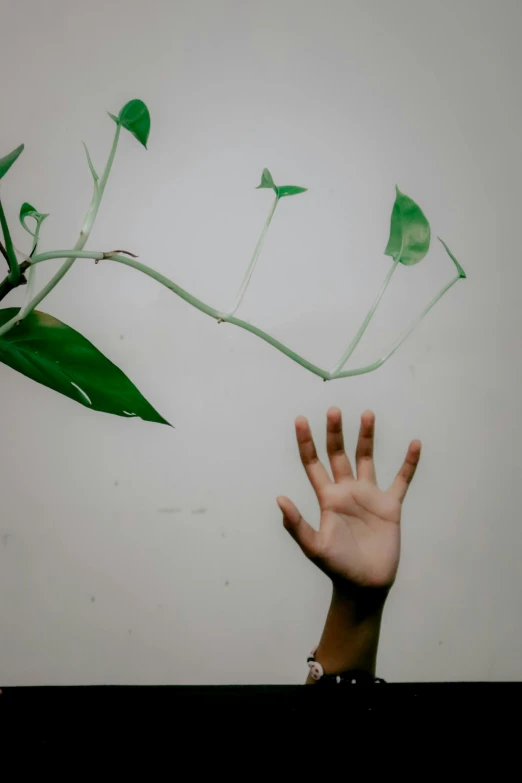 a person reaching up towards a flower and plant