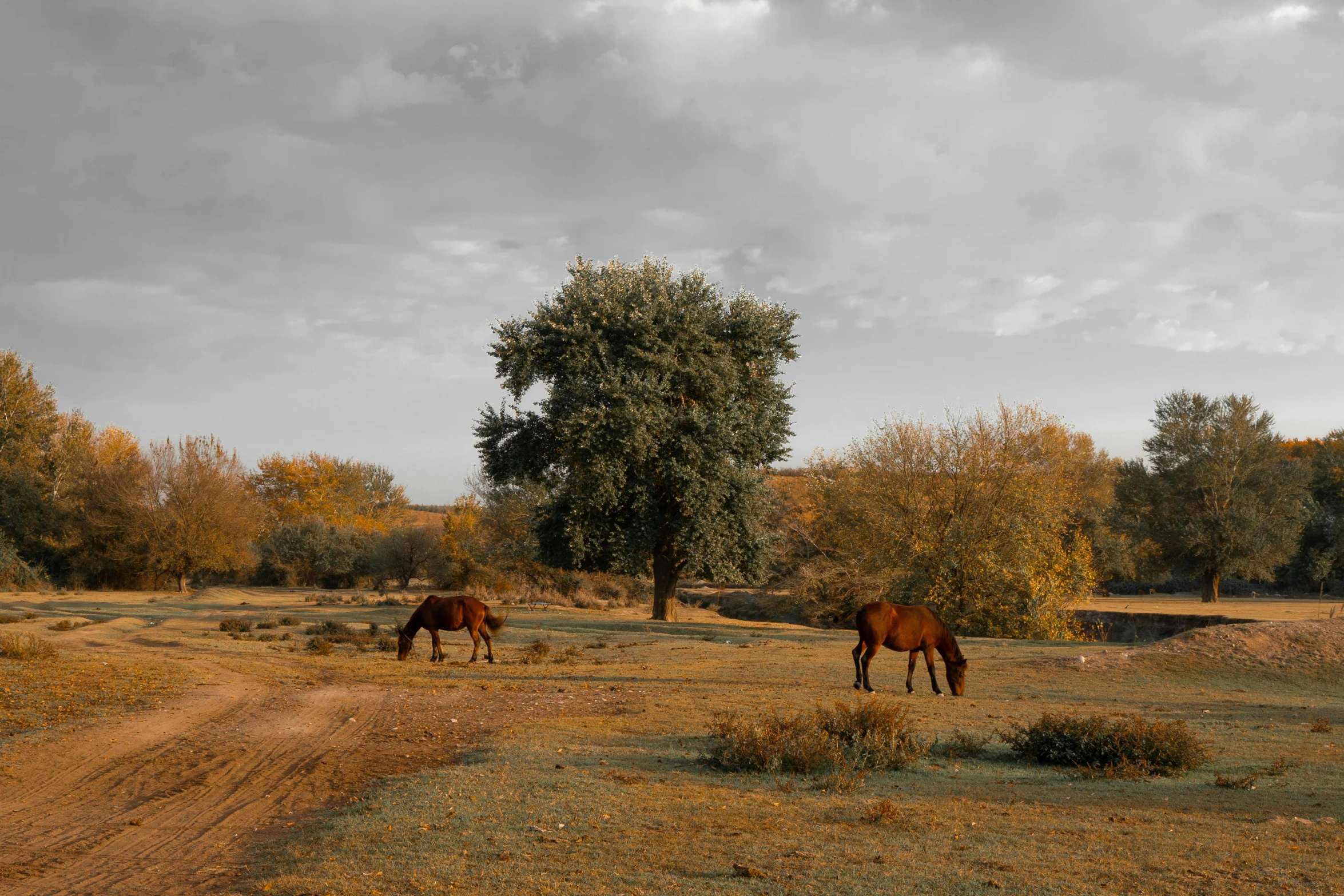 two horses are standing alone in the field