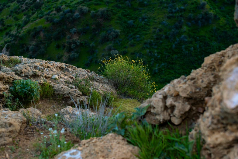 a giraffe standing next to rocky outcroppings on a hillside