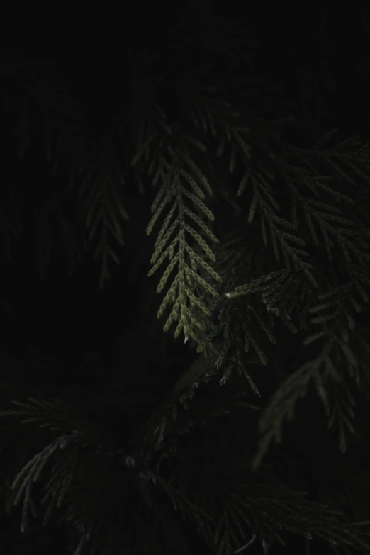 a pine tree is seen in the dark