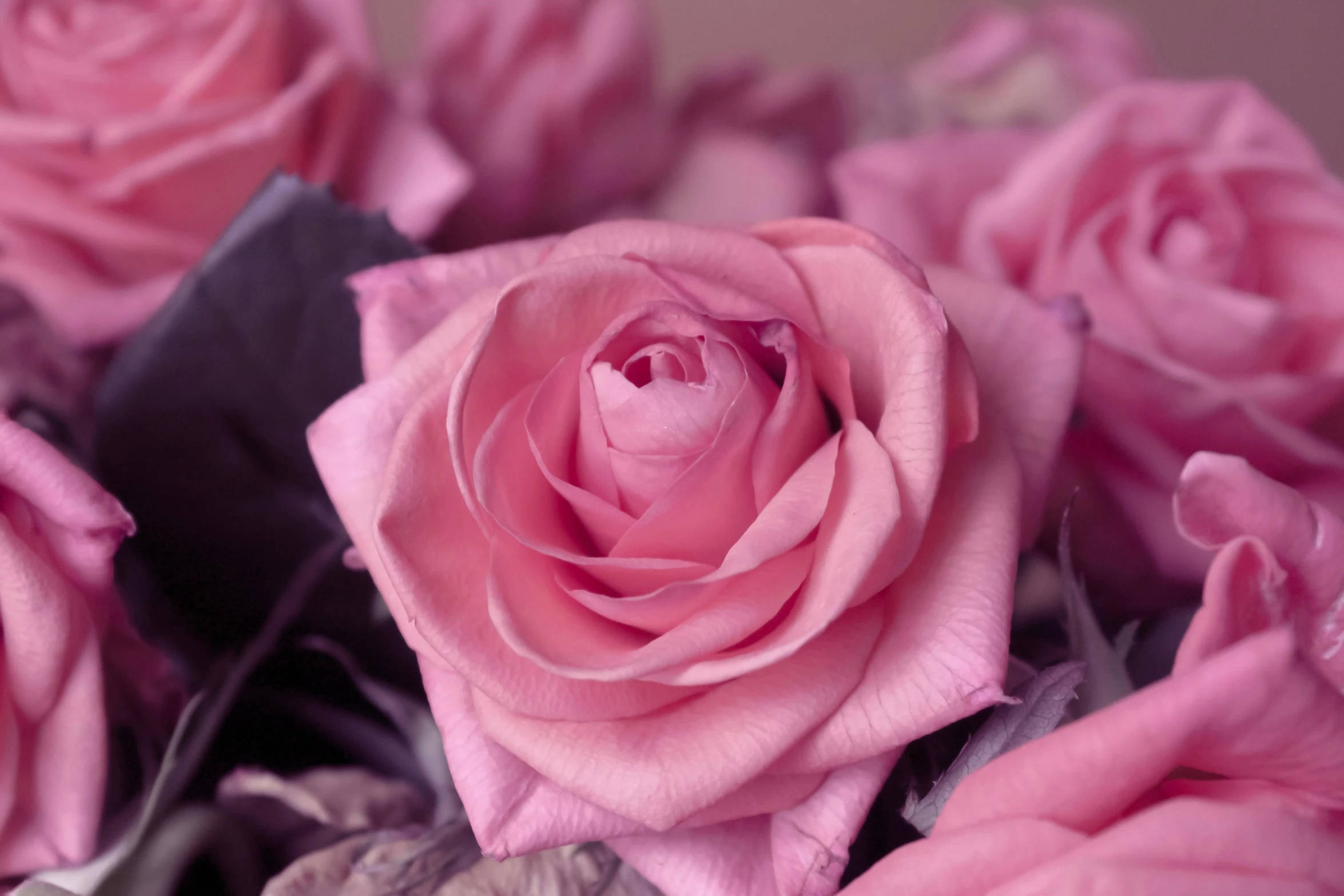 a close up of pink roses, some on it