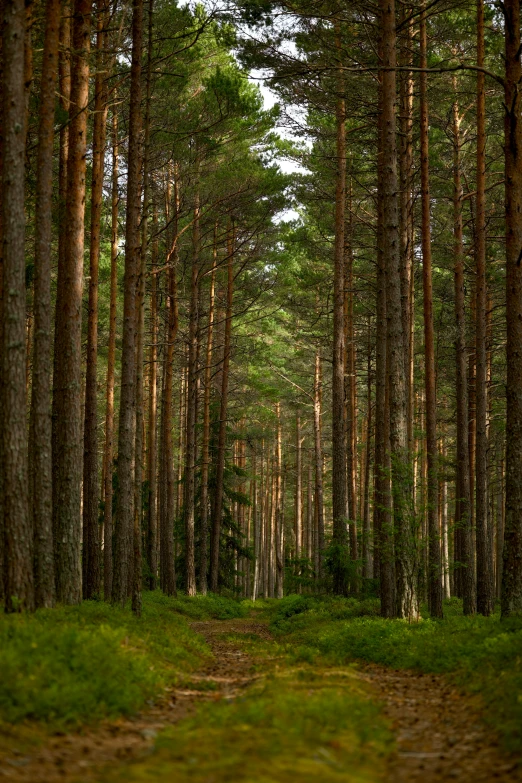 there is a tree line between the road and the woods