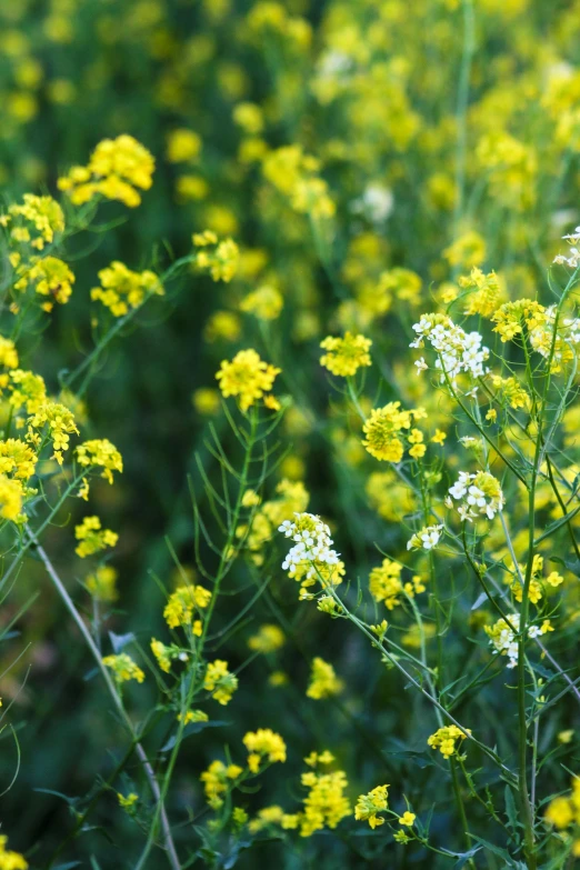 a cluster of yellow flowers growing on a field