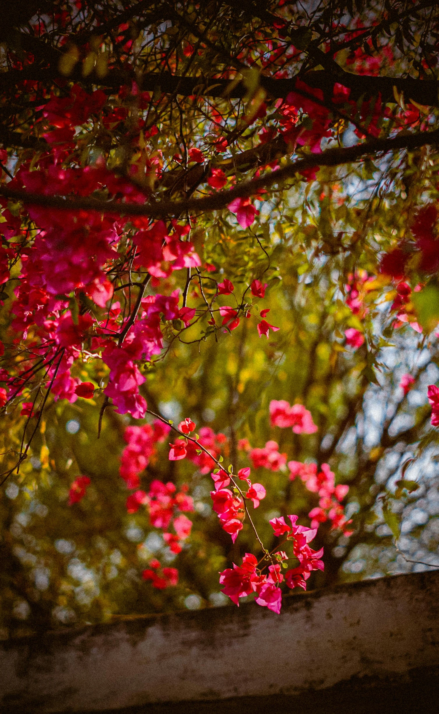 pink flowers in bloom in a park setting