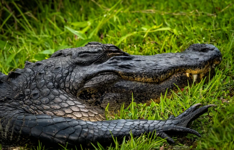 a large alligator lays in the grass near itself