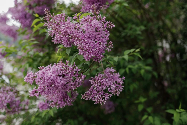 some purple flowers and trees on a sunny day